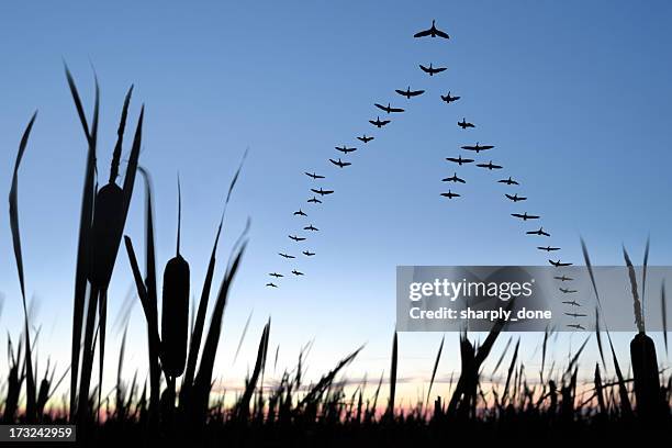 xxl migration de bernaches du canada - oie oiseau des rivières photos et images de collection