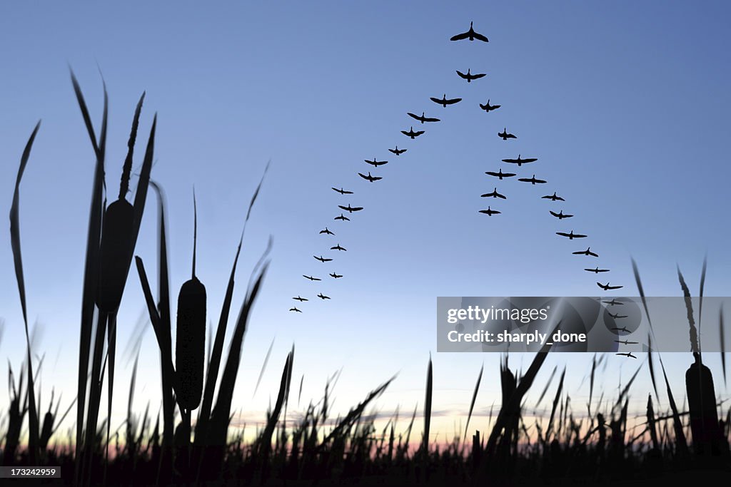 XXL migrating canada geese