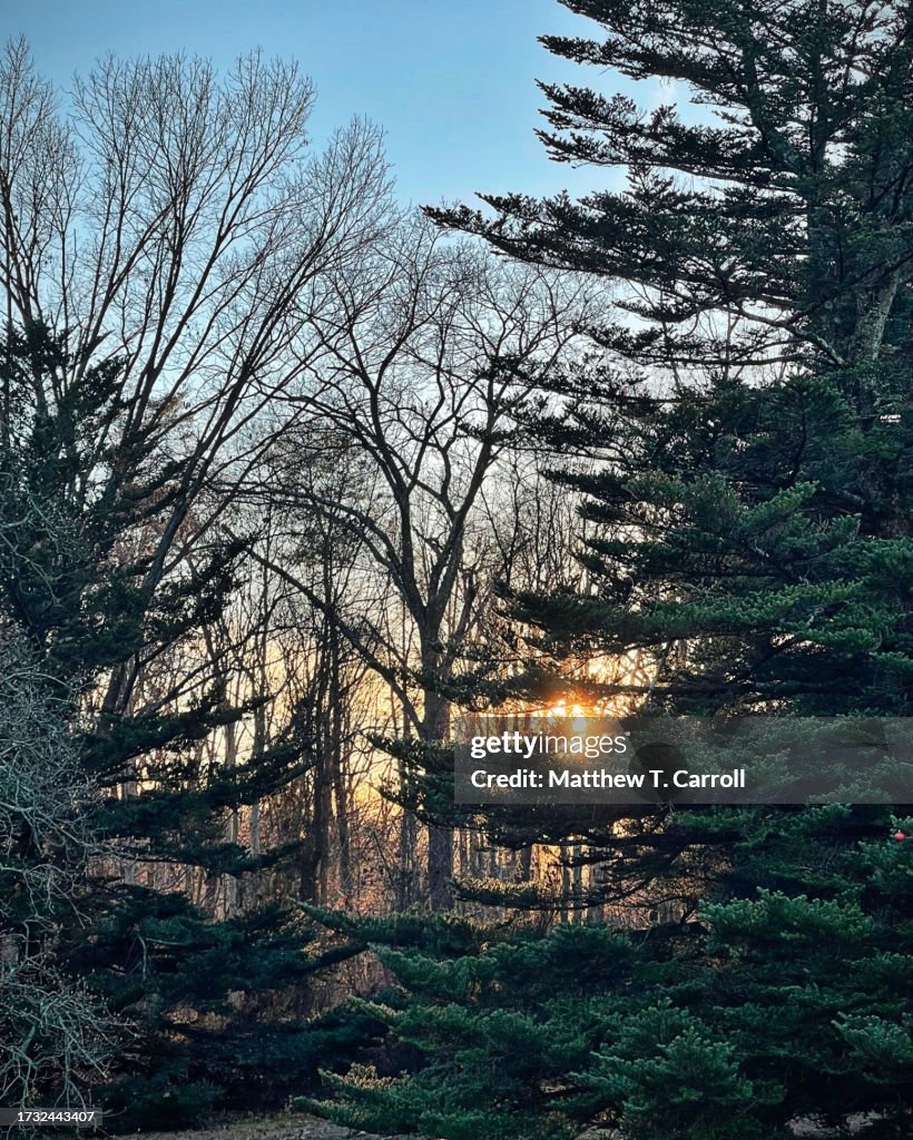 United States Arboretum