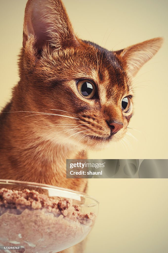 Abysinnian Cat