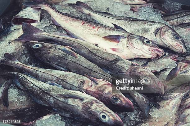 fresh haddock - haddock stock pictures, royalty-free photos & images