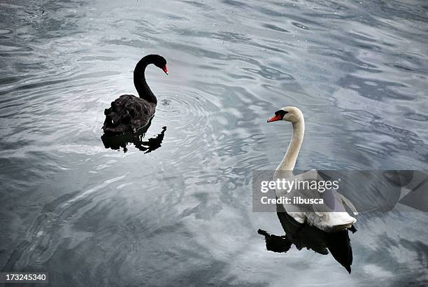 noir et blancs cygnes - swan photos et images de collection