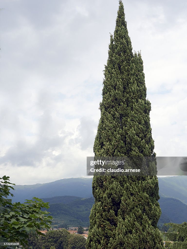 Pine tree. Color Image