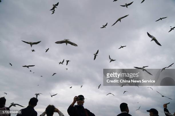Citizens take photos of black-headed gulls by the bank of Dianchi Lake on October 12, 2023 in Kunming, Yunnan Province of China. Black-headed gulls...