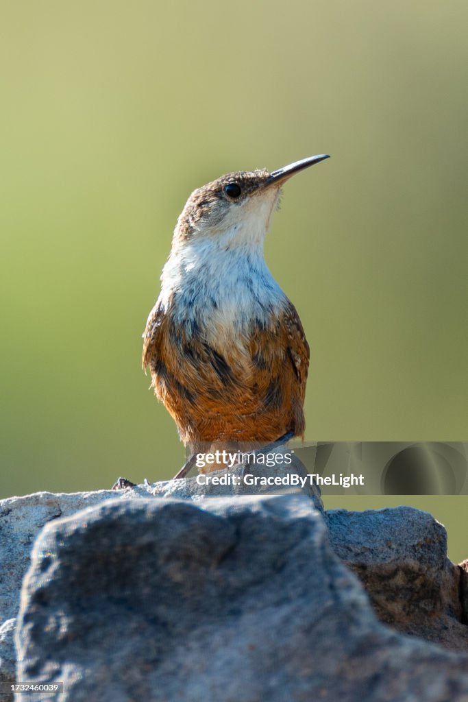 Canyon Wren, Black Mesa, OK
