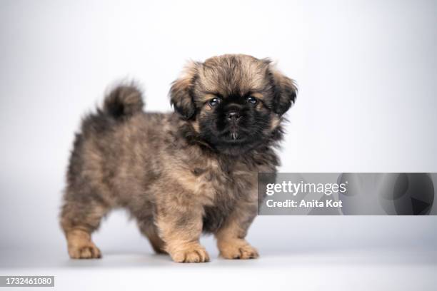 portrait of a tibetan spaniel puppy - pekingese stock pictures, royalty-free photos & images