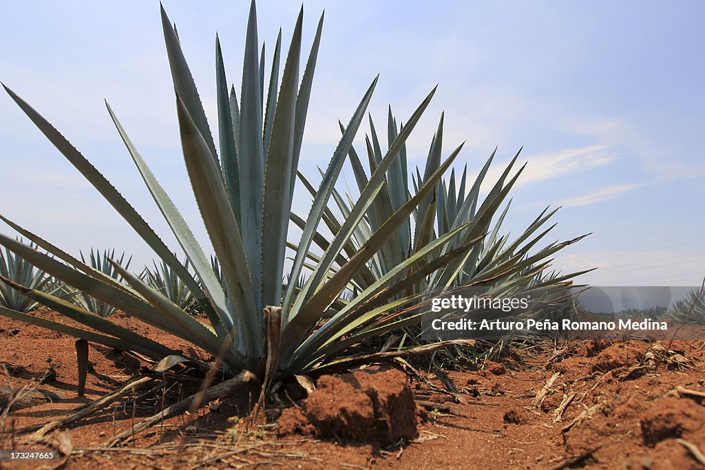 Blue agave