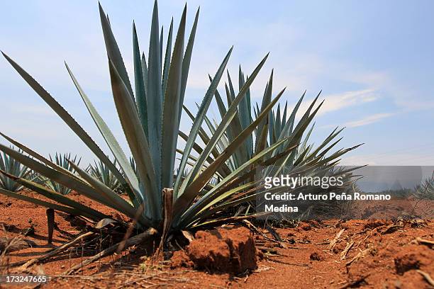 blue agave - blue agave plant stock pictures, royalty-free photos & images