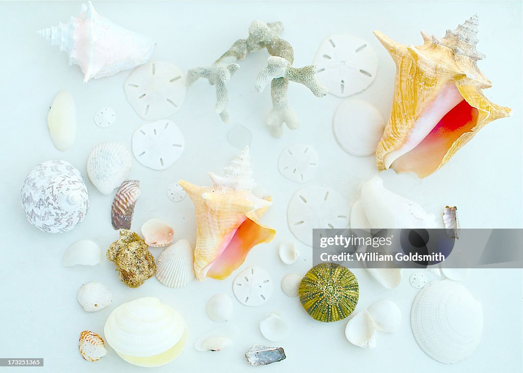 Beach Finds - including shells and sand dollars