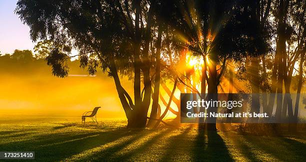 morning rays at fairbains park - australian winter landscape stock-fotos und bilder