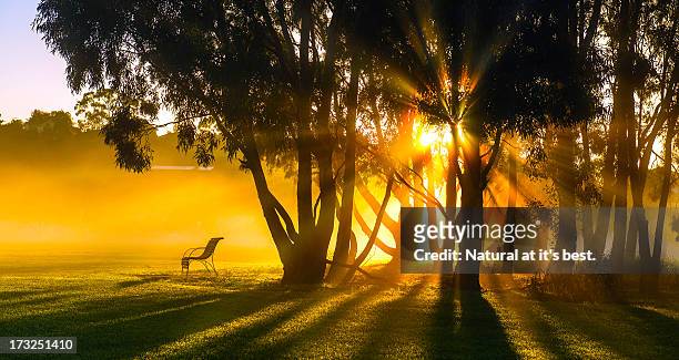 morning rays at fairbains park - australian winter landscape stock pictures, royalty-free photos & images