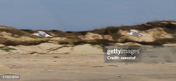 royal tern flypast - flypast stock pictures, royalty-free photos & images