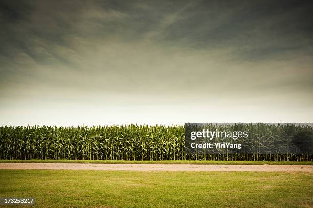 agricultural cornfield under stormy sky forecasts gmo corn crop dangers - corn field stockfoto's en -beelden