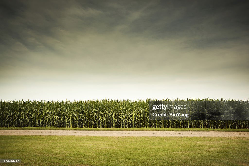 Agricultural Cornfield Under Stormy Sky Forecasts GMO Corn Crop Dangers