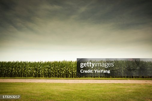 Agricultural Cornfield Under Stormy Sky Forecasts GMO Corn Crop Dangers Agricultural Cornfield Under Stormy Sky Forecasts GMO Corn Crop Dangers