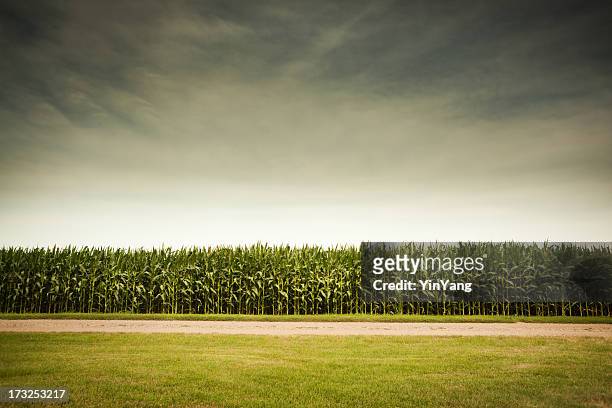 agricultural cornfield under stormy sky forecasts gmo corn crop dangers - agricultural field stock pictures, royalty-free photos & images