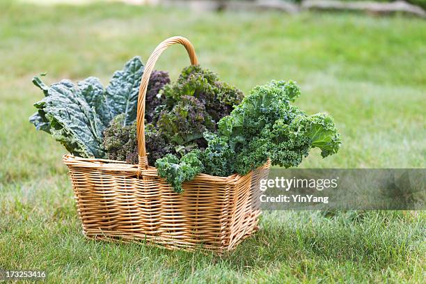 basket of fresh kale vegetable varieties harvested from garden hz - kale bunch stock pictures, royalty-free photos & images