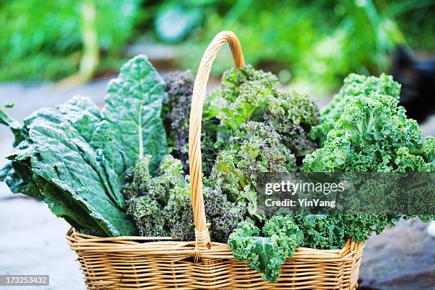 basket of freshly harvested kale vegetable varieties close-up - kale stock pictures, royalty-free photos & images