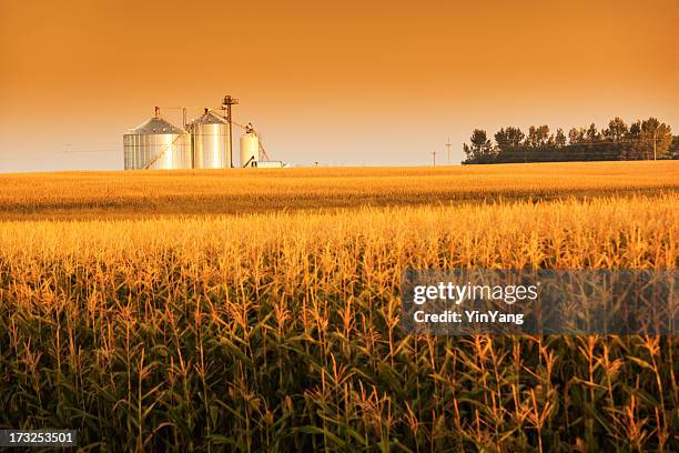 golden harvest sonnenaufgang mit corn field und grain bin silo - maisernte stock-fotos und bilder