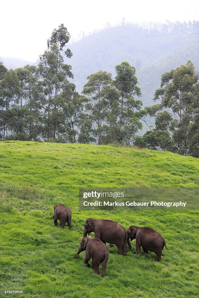 Group of wild indian elephants.