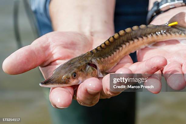 Joern Gessner, a scientist with the Leibniz-Institute for Freshwater Ecology and Inland Fisheries, holds a young European sturgeon in his hand before...