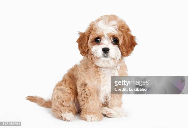 cavapoo puppy sitting - cavoodle stockfoto's en -beelden
