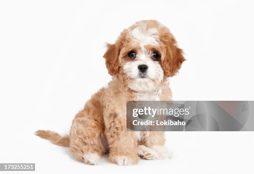 Cavapoo Puppy sitting Cavapoo Puppy sitting