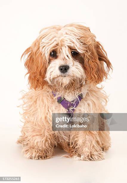 dirty cavapoo puppy - cavoodle stockfoto's en -beelden