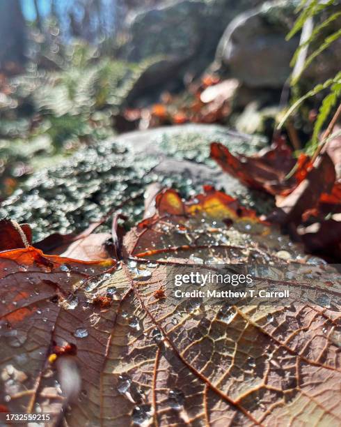 spruce knob-seneca rocks - spruce knob mountain stock pictures, royalty-free photos & images