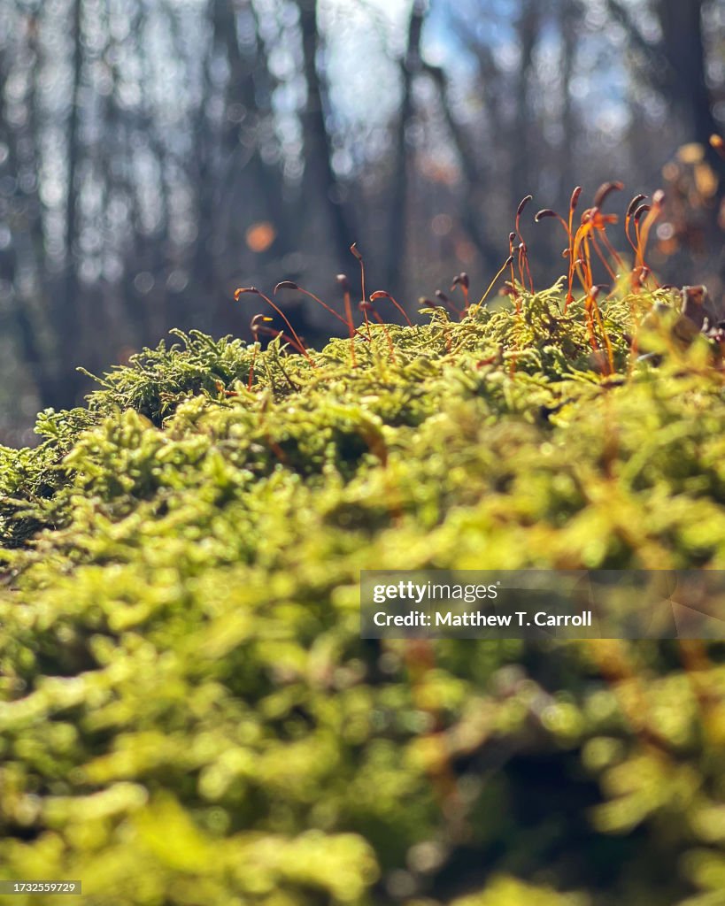 Spruce Knob-Seneca Rocks