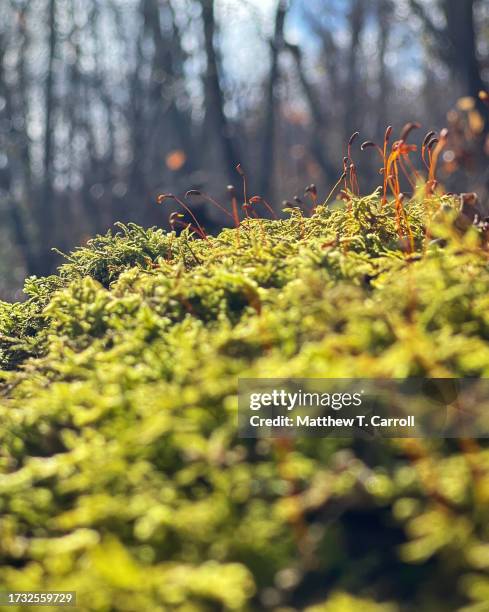spruce knob-seneca rocks - spruce knob mountain stock pictures, royalty-free photos & images