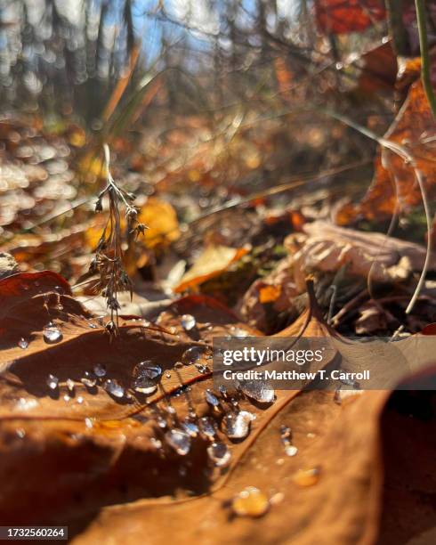spruce knob-seneca rocks - spruce knob mountain stock pictures, royalty-free photos & images