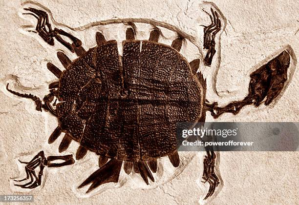 ancient turtle fossil - turtle fossil stock pictures, royalty-free photos & images