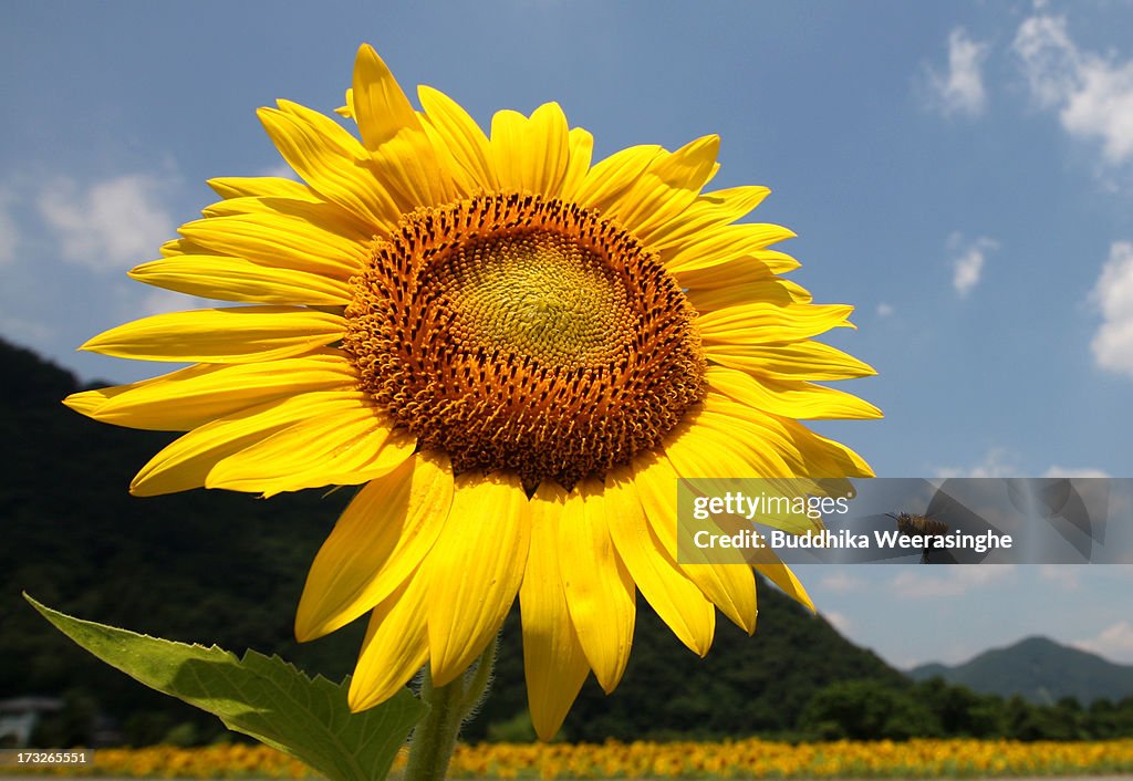 Sunflowers In Full Bloom