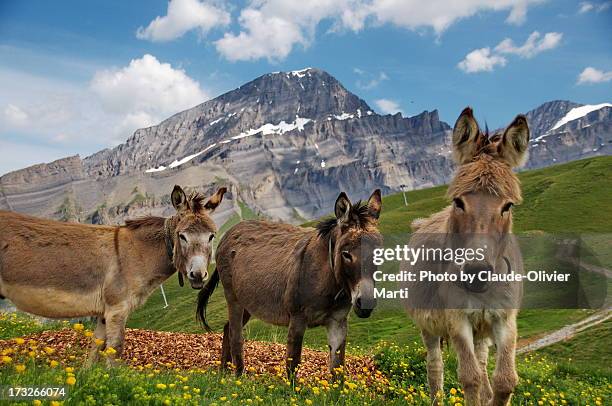 un peu le cliché non? - donkey foto e immagini stock