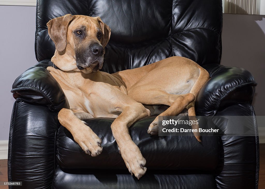 Great dane in leather chair