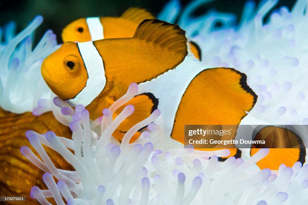 False clown anemonefish