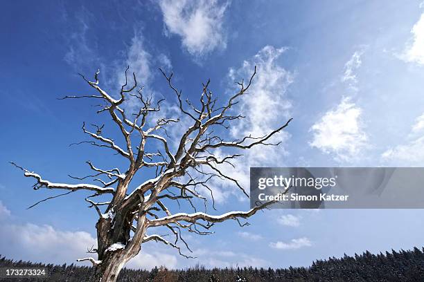 Tree Dead Cold 37 Dead Standing Tree With Snow Stock Photos, High-Res Pictures, and ...