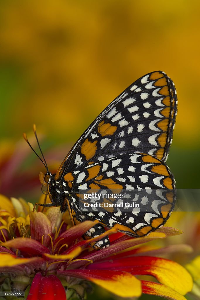 Baltimore checkerspot butterfly