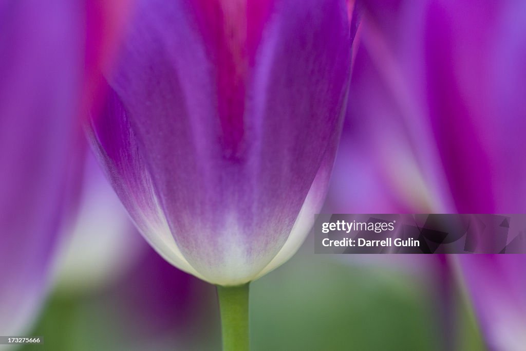 Selective focus on tulip kuekenhof gardens