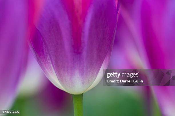 selective focus on tulip kuekenhof gardens - keukenhof gardens stock pictures, royalty-free photos & images
