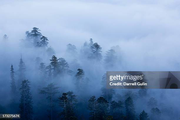 fog in valley of tall trees redwoods - sequoia rossa foto e immagini stock