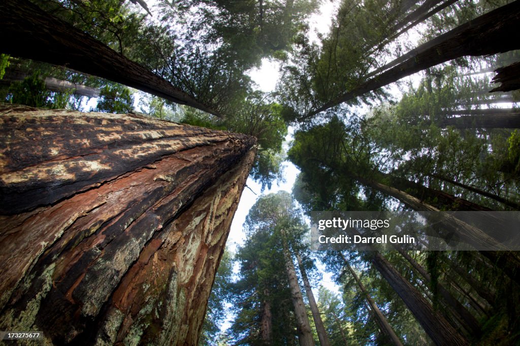 Tall redwoods, Del Norte Redwoods St. Park