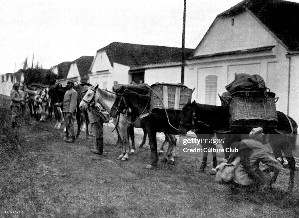 World War I: Austro- Hungarian War Horses