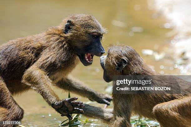Baboons from Guinea are pictured at the zoo of Besançon on July 11, 2013. All baboons will be placed in other zoos because they damage stone walls of...