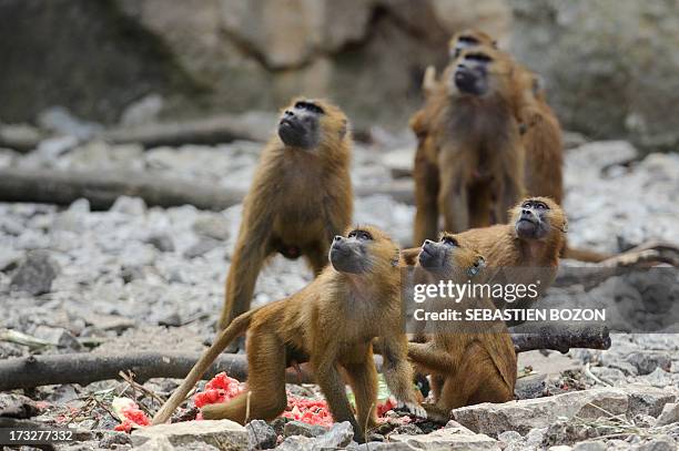 Baboons from Guinea are pictured at the zoo of Besançon on July 11, 2013. All baboons will be placed in other zoos because they damage stone walls of...