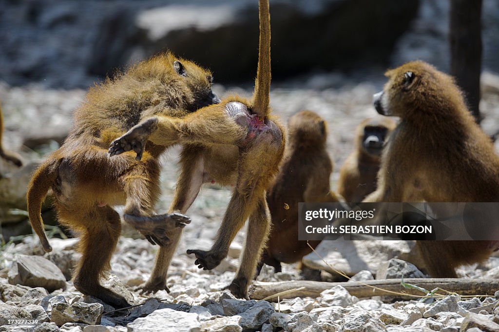 FRANCE-ZOO-BABOON