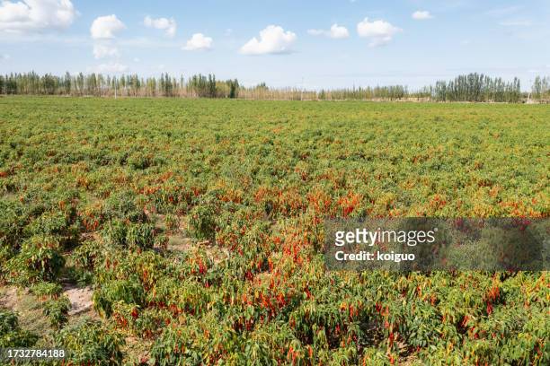 pepper plantation - chili farm stock-fotos und bilder