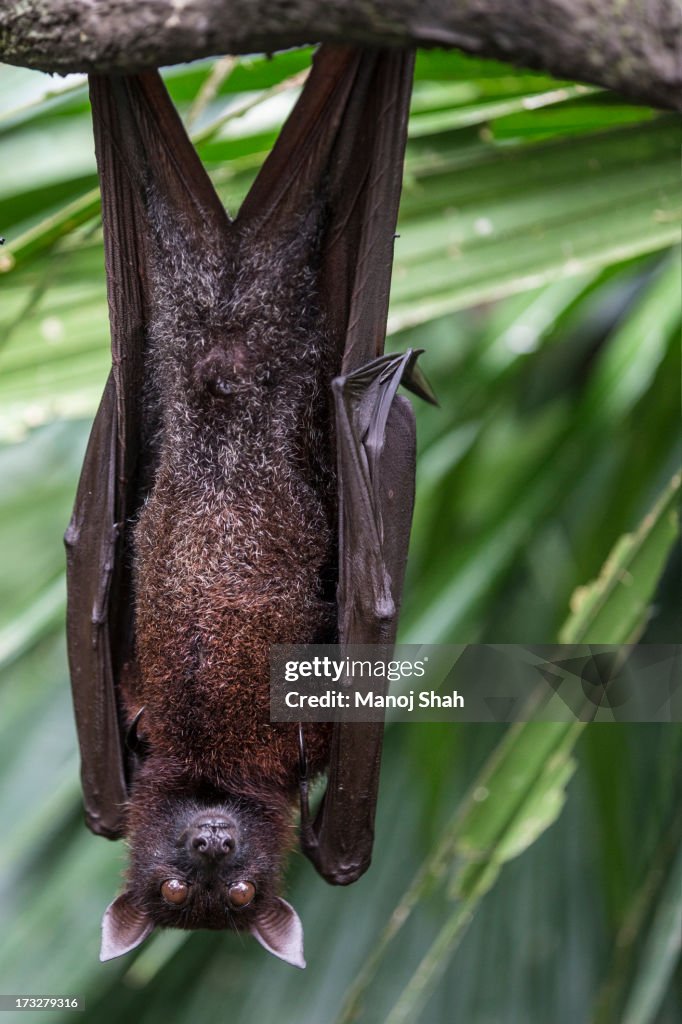 Malaysian flying fox (Pteropus vampyrus)