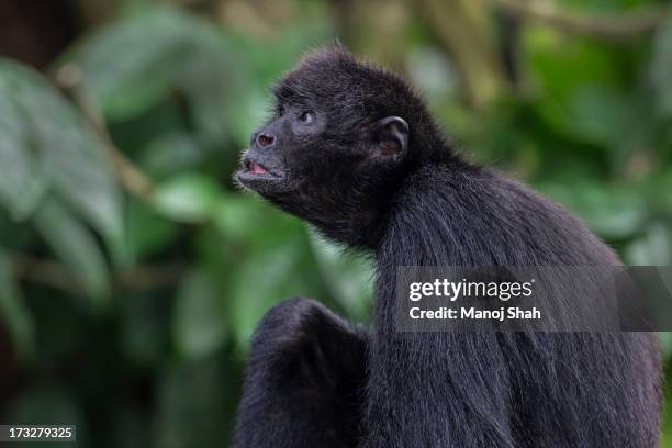 black headed spider monkey - black headed spider monkey stock pictures, royalty-free photos & images